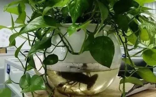 绿萝上挂小灯笼好看吗