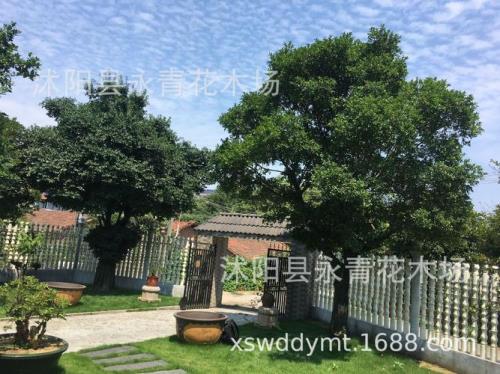 木楼跨度5米用多大的树