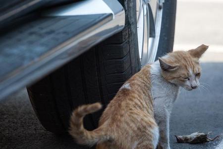 如何抓猫最有效的方法