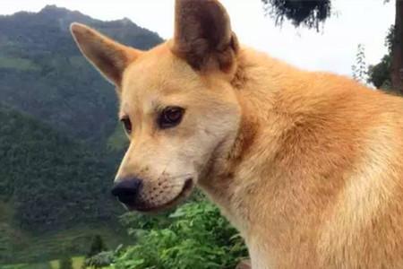 养多少田园犬比较好