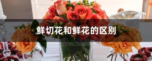 鲜花的鲜的意思是什么