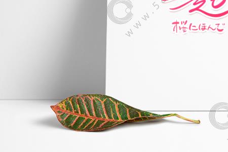 什么单字形容樱花