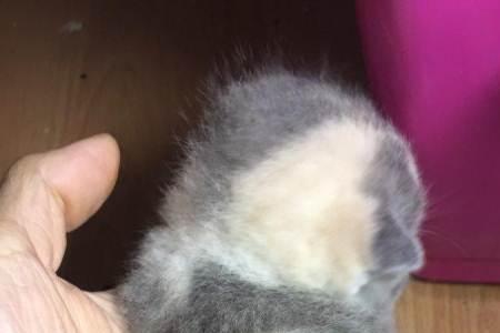 蓝猫为什么会生出三花猫