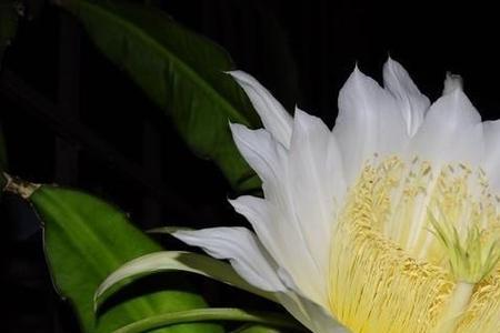 火龙果花有毒吗