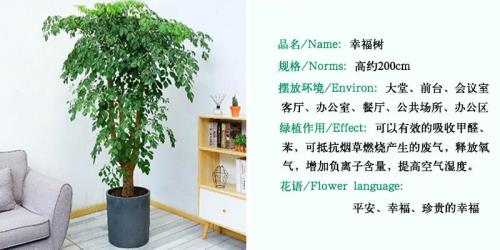 幸福树花语的经典句子