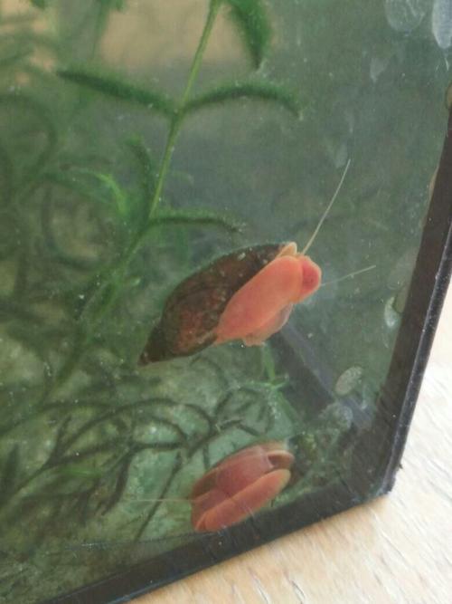 慈鲷鱼缸敢放海螺吗