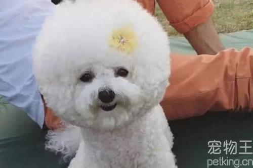 比熊喜欢抱腿怎么回事