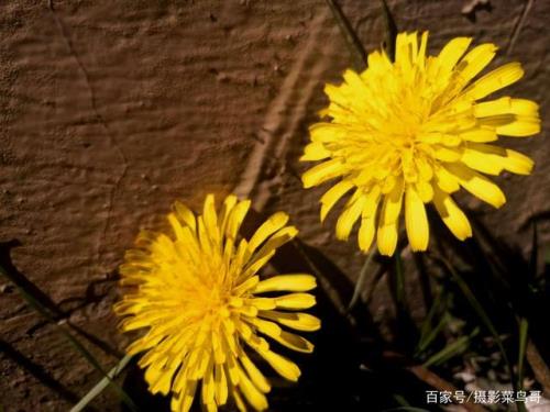 门清无访客院静有花开什么意思