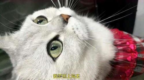 隆猫阳春白雪属于啥材质