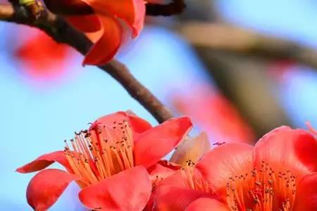什么的木棉花颜色填空