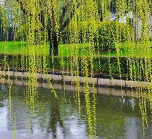 杨柳还是扬柳