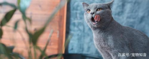 蓝猫喝温水还是冷水