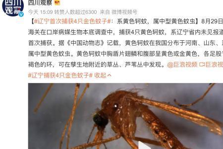 蚊子拉的黄色颗粒是什么