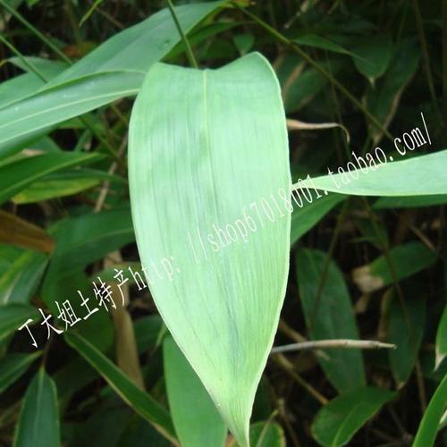 四川粽叶是什么植物的叶子