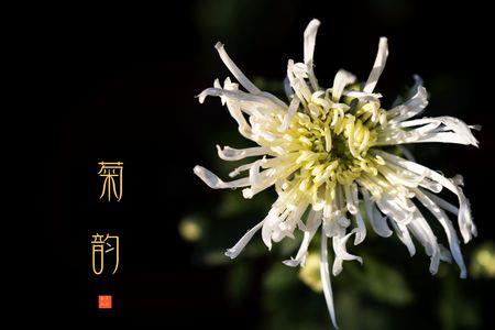 菊韵的意思是什么