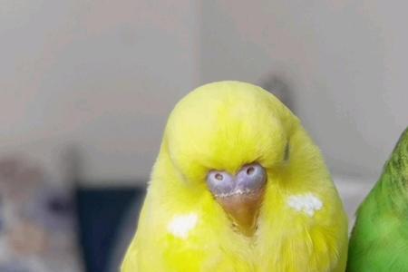 两只鹦鹉一起养不粘人