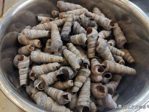 铁钉螺有毒吗