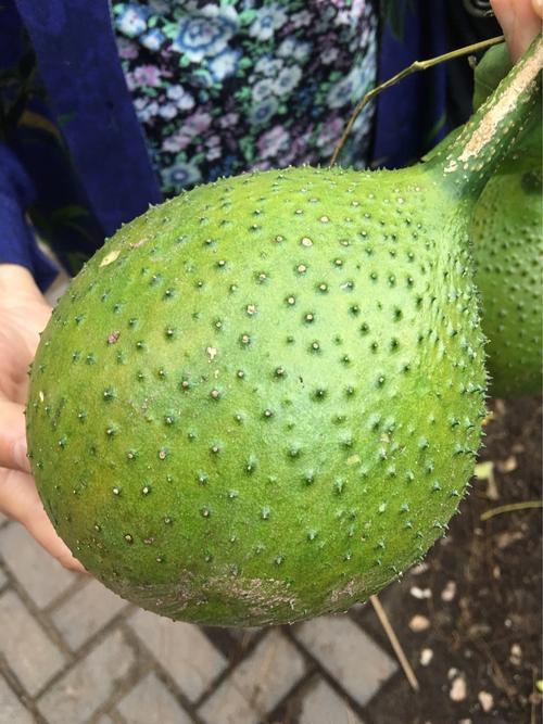 木鳖种多久结果