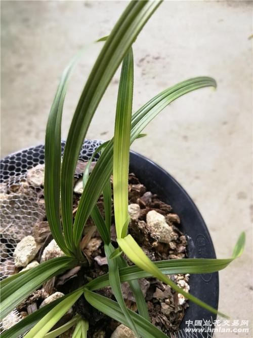 兰花变异最快方法