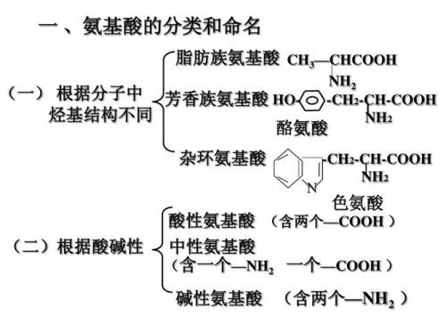 氨基和肽键如何组成多肽