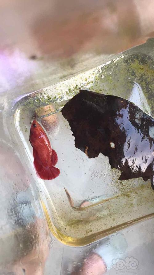 斗鱼吐多少泡沫才能繁殖