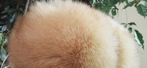 白色狐狸毛变黄怎么办