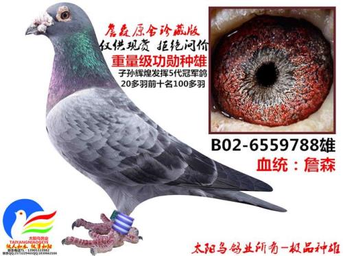 詹森八大种鸽介绍