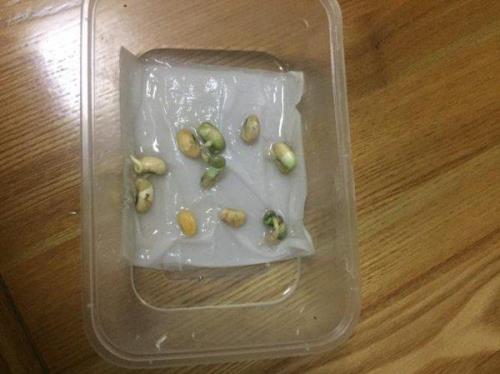 三天了豆子不长毛怎么办