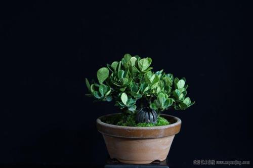 达摩栀子四季开花吗