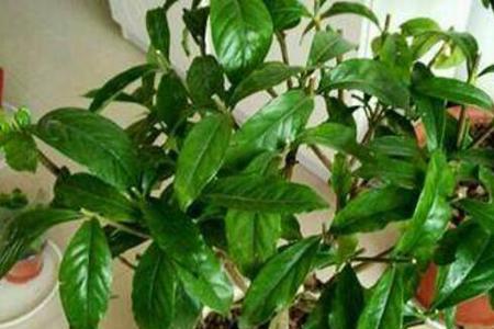 大叶栀子花开花期怎么养护