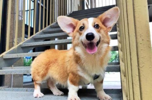 柯基犬秋天生的起啥名