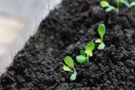 泥炭土可以种生菜吗