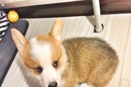 品相最好柯基犬