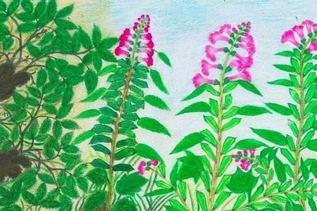 芝麻开花前能浇水吗