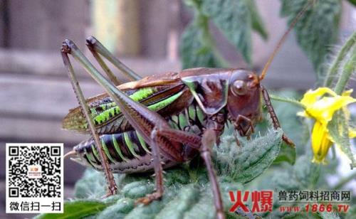 蝈蝈小时候长什么样子