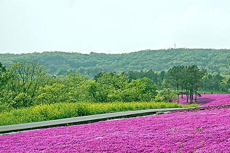芝樱夏季管理