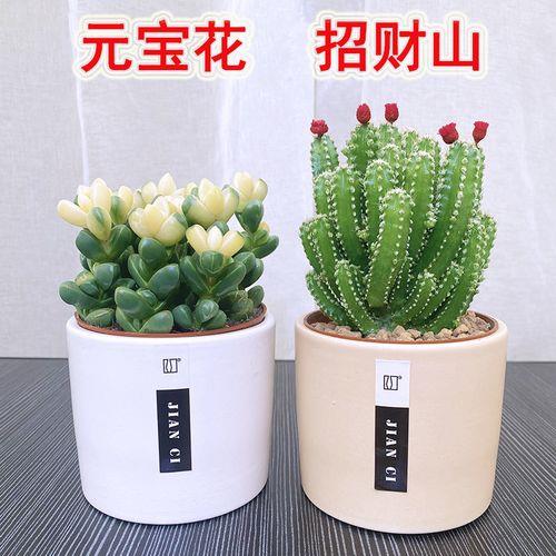 聚财山仙人掌怎么养