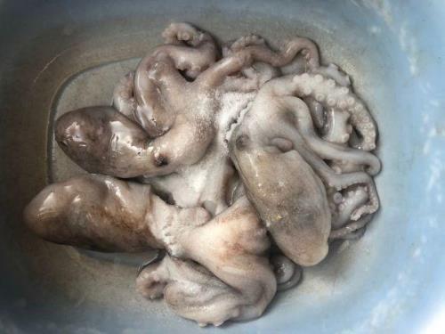 小八爪鱼怎么处理