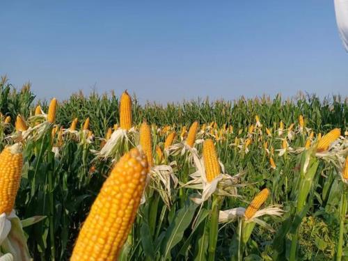 山东2022年夏季玉米最佳种植时间