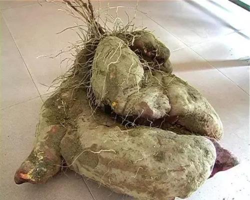 毛薯怎样种才不生水