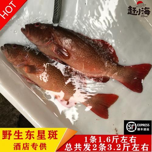 为什么市场上东星斑那么便宜