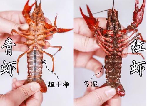 蝲蛄和龙虾的区别