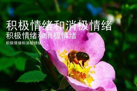 七大情绪是哪七种