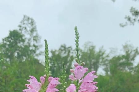 芝麻开花时要上水吗