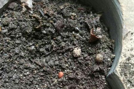 先种罗卜种籽在耕地可以吗