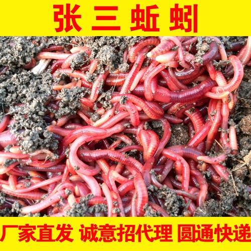 剩下的饵料可以喂蚯蚓吗