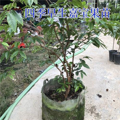 四季嘉宝果和两季嘉宝果之分