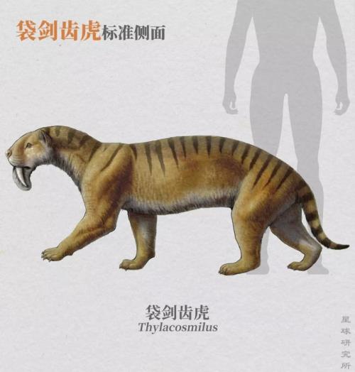 蹄轻鬣长读音