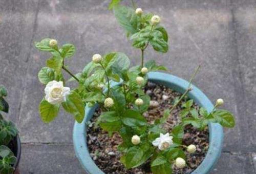 茉莉花的生长条件
