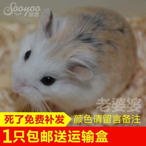 仓鼠下崽后多久能跟公鼠同住